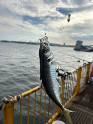 磯子海づり施設