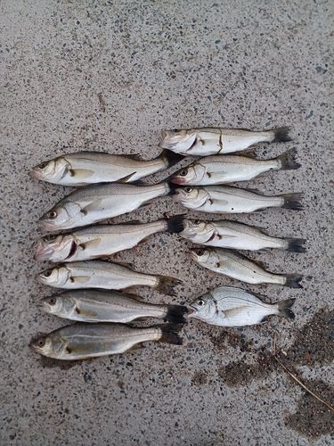 シーバスの釣果