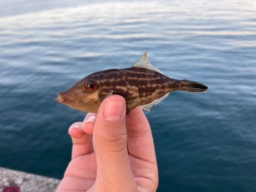 カワハギの釣果