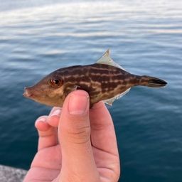 カワハギ