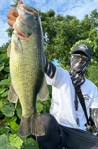 ブラックバスの釣果