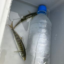 アジ