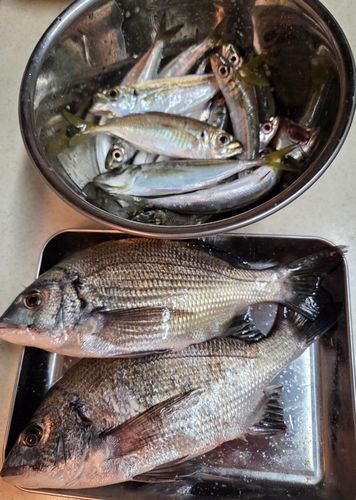 クロダイの釣果