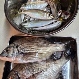 クロダイ