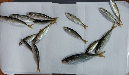 アジの釣果