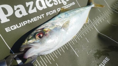 ワカシの釣果