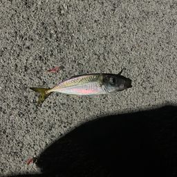 アジ