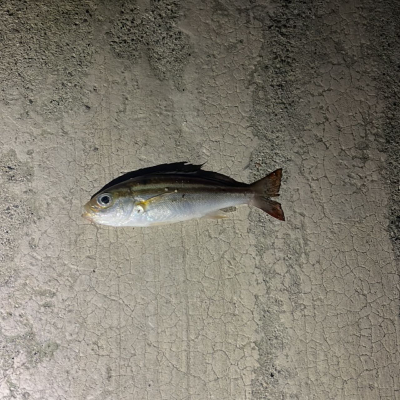 アジ