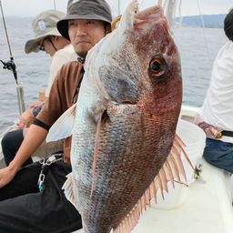マダイ