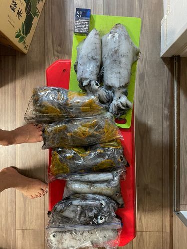 アオリイカの釣果