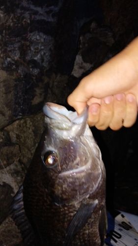 ティラピアの釣果