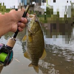 スモールマウスバス