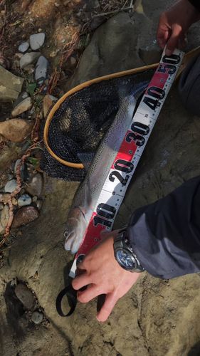 ニジマスの釣果