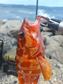 アカハタの釣果