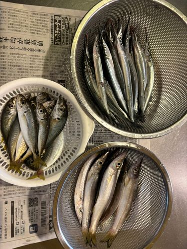 ハッピーフィッシング直江津港第3東防波堤管理釣り場