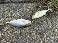 カンパチの釣果