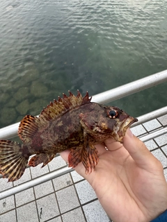 ヨロイメバルの釣果