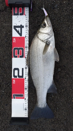 フッコ(ヒラスズキ)の釣果