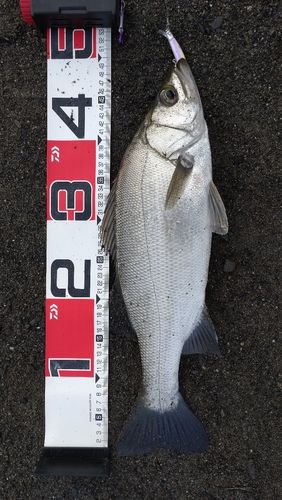フッコ（ヒラスズキ）の釣果