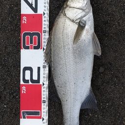 フッコ（ヒラスズキ）