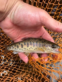 ヤマメの釣果