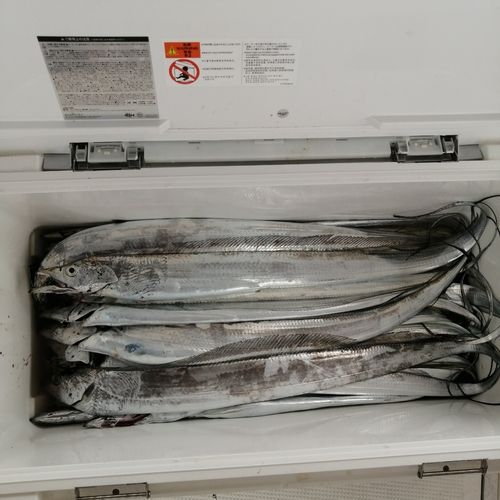 タチウオの釣果