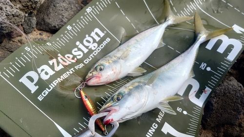 ワカシの釣果