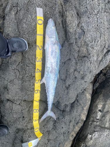 サワラの釣果