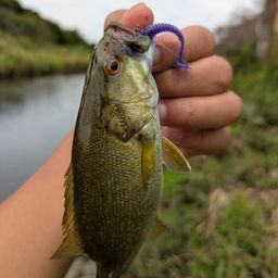 スモールマウスバス