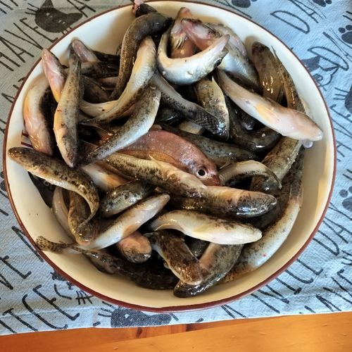 碧南海釣り公園