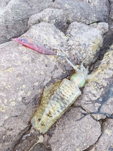 アオリイカの釣果