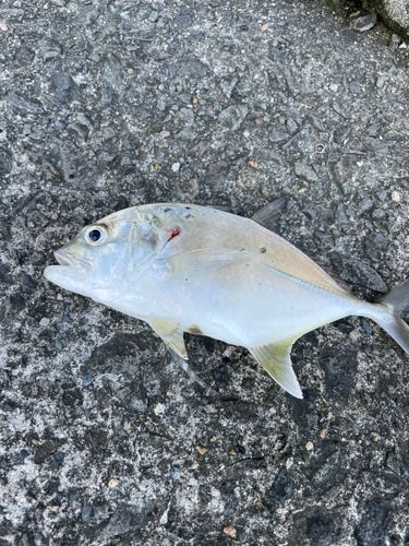 メッキの釣果