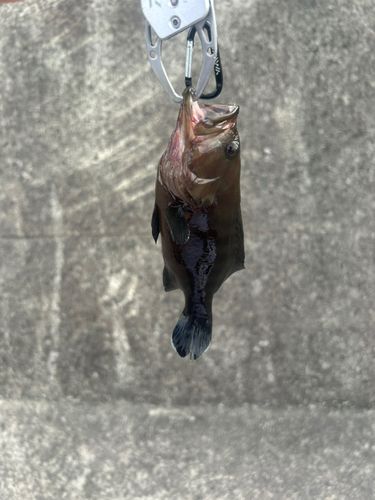 ヤミハタの釣果