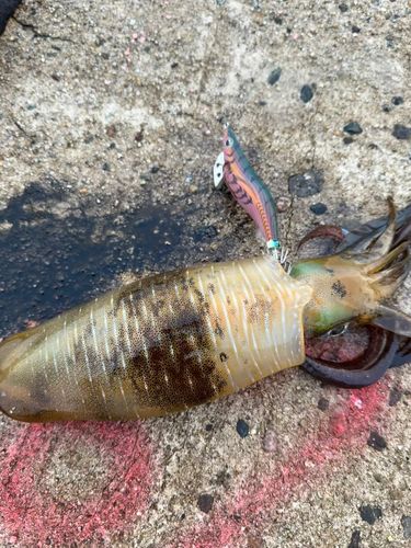 アオリイカの釣果