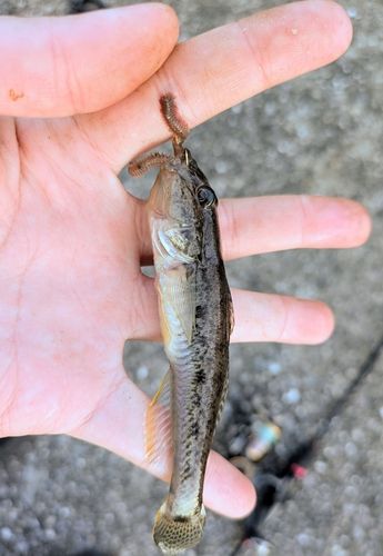 マハゼの釣果
