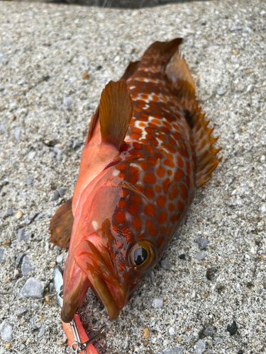 キジハタの釣果