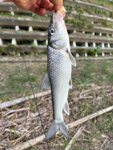 ニゴイの釣果