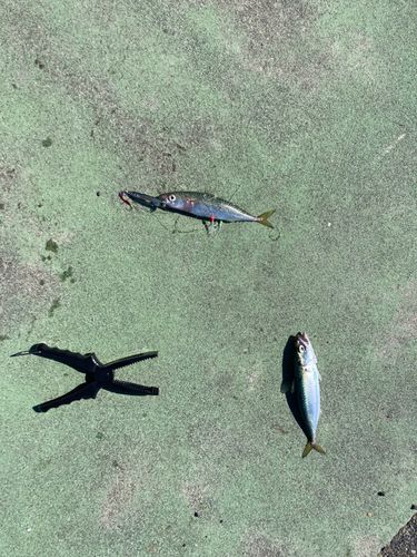 サバの釣果
