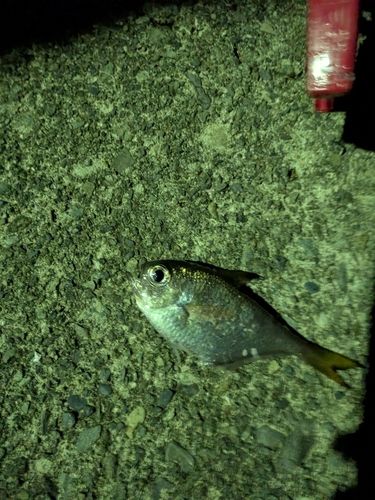 ミナミハタンポの釣果