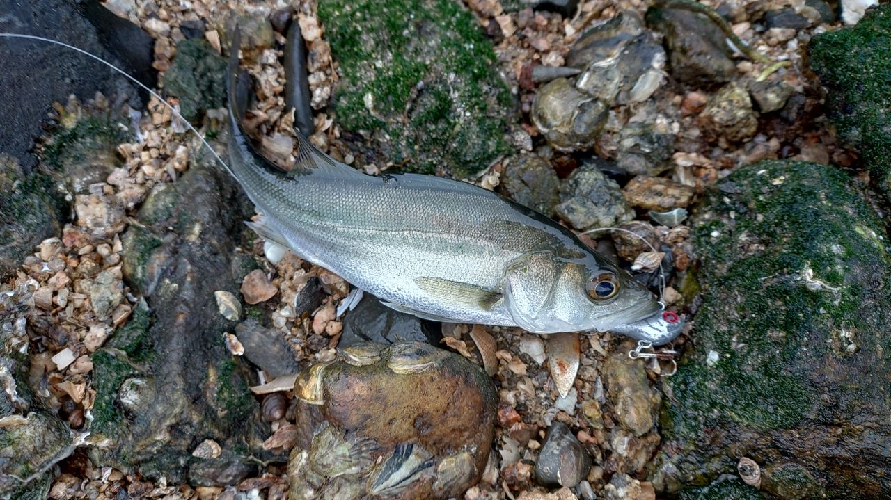 セイゴ（マルスズキ）