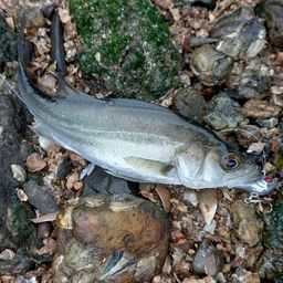 セイゴ（マルスズキ）