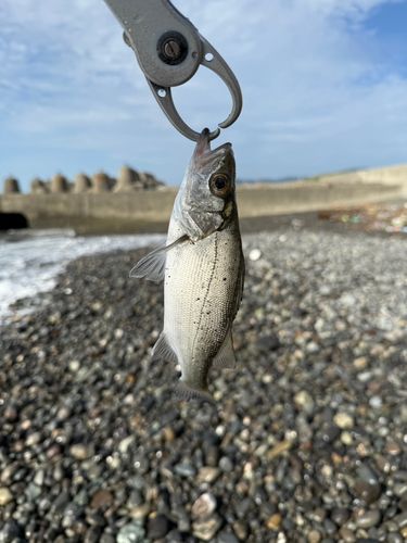 セイゴ（ヒラスズキ）の釣果