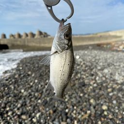 セイゴ（ヒラスズキ）