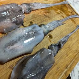 アオリイカ