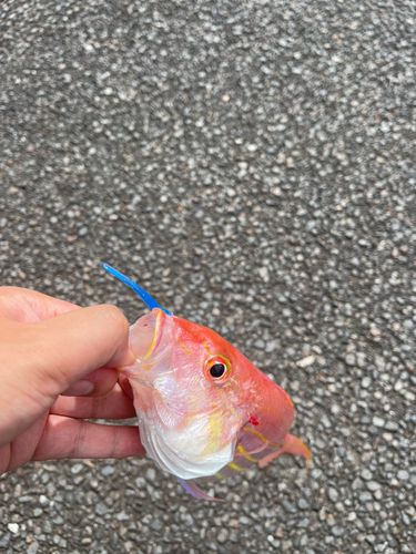 イトヨリダイの釣果