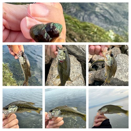 ラージマウスバスの釣果