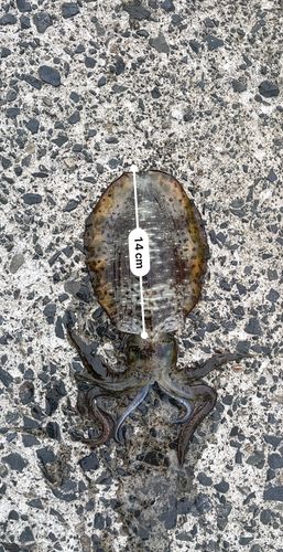 アオリイカの釣果