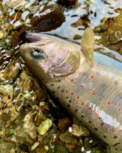 アマゴの釣果