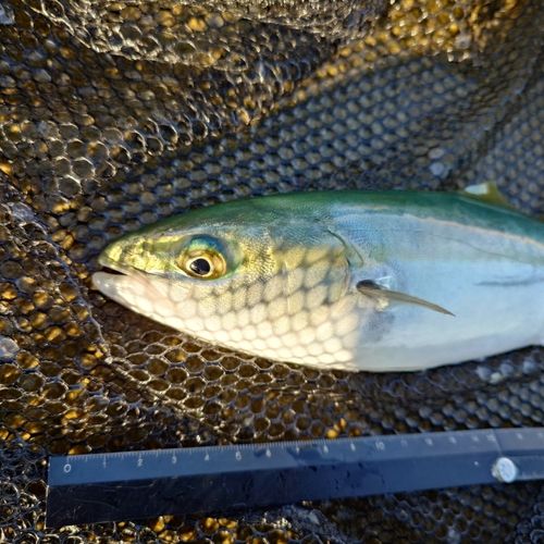 ツバイソの釣果