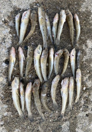 ハゼの釣果